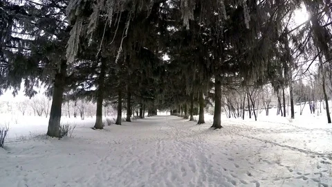 Winter Walk Among The Pines Stock Footage 72769643