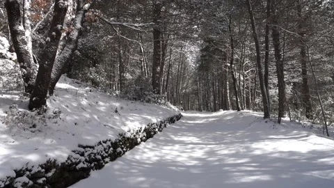 Winter Walk Backpack Sicily Snow Covered Path Mixed Forest Etna Park Panning Vídeos de archivo 151232716