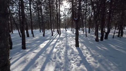 Winter walk to the bright sun through a pine forest with long shadows on th.. Stock Footage 327013544
