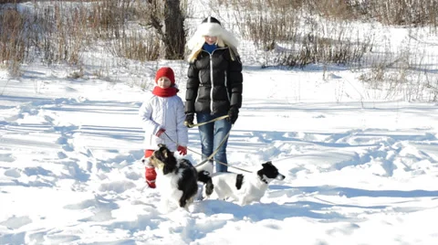 Winter walk with the dogs 库存影片 34814894