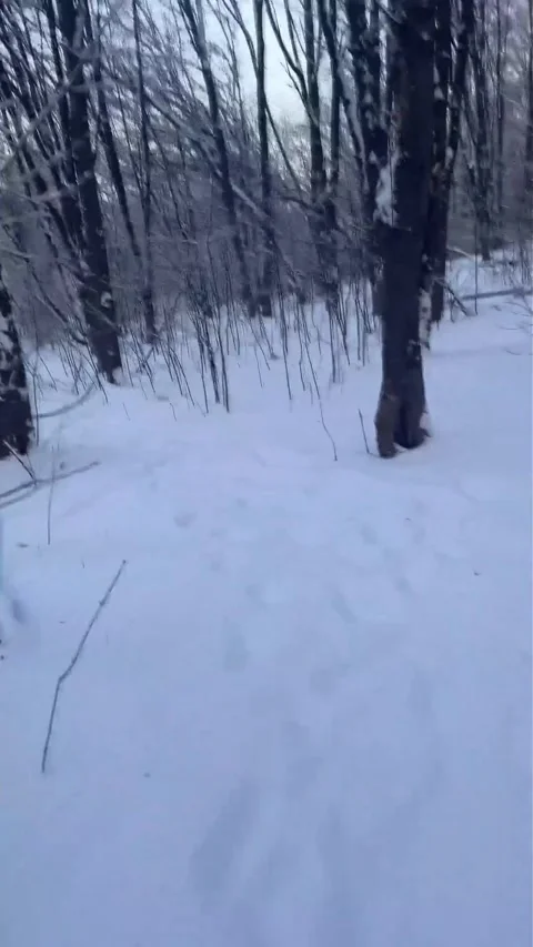 Winter walk in forest covered with snow 動画素材 329319459