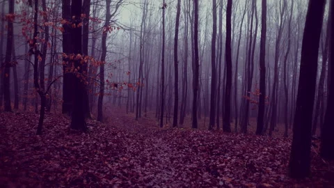 Winter walk in forest on a rainy day. Foggy atmosphere. POV shot on a gimbal. Stock Footage 147201258