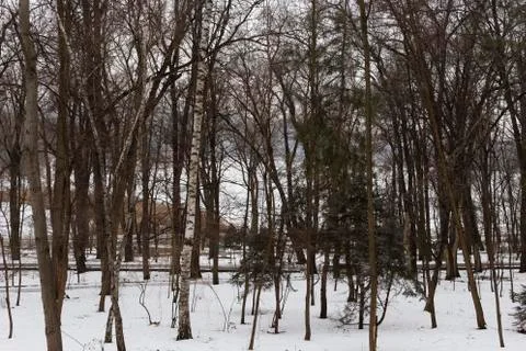 Winter walk in the park Stock Photos