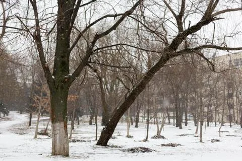 Winter walk in the park Stock Photos