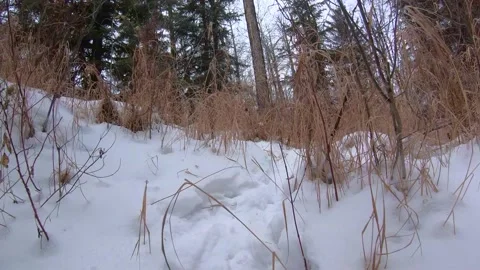 Winter Walk on a Path Stock Footage 145882342