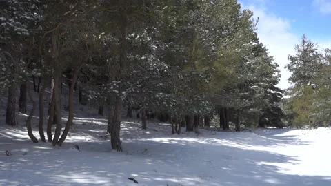 Winter Walk Sicily Pine Forest Snow Covered Path Etna Park Pan Zoom Marker Trail Vídeos de archivo 151055695