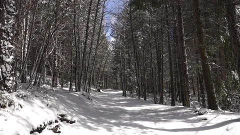 Winter Walk Sicily Through Pine Forest Snow Covered Path Etna Park Panning Vídeos de archivo 151055387