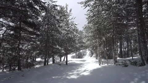 Winter Walk Sicily Through Pine Forest Snow Covered Path Etna Park Panning Stock Footage 151055598