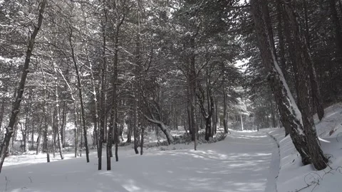 Winter Walk Sicily Through Pine Forest Snow Covered Path Etna Park Panning Stock Footage 151055814