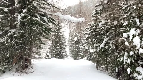 Winter Walk In The Snow With Pine Trees Stock Footage 266885616