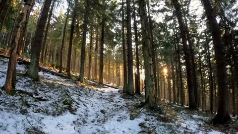 Winter Walk on a Snowy Forest Path with Sun Shining Through Tall Coniferous 스톡 동영상 327127073