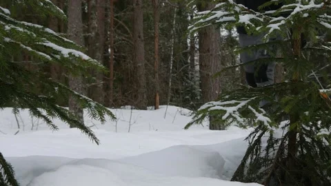 Winter walk through the forest with drags 스톡 동영상 219431679