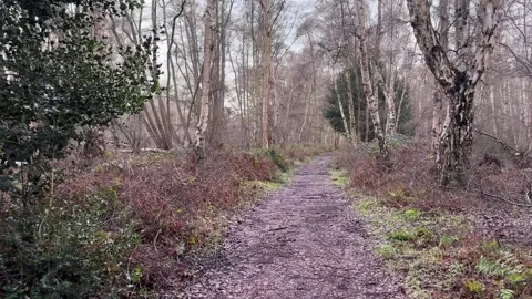 Winter walk through the forest Stock Footage 329177238