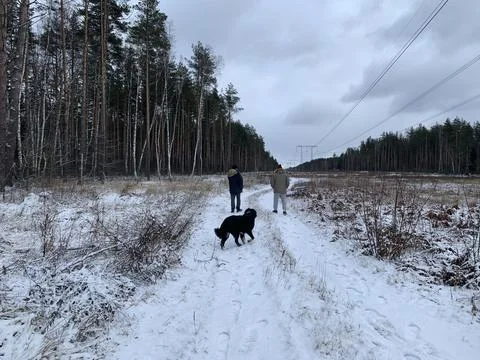 Winter Walk Through Forest Path with Dog Stock Photos