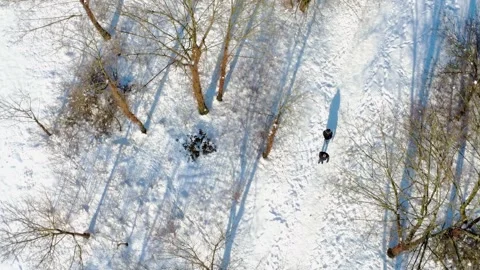Winter Walk Through Forest With Snow Covering Trees and Ground in Afternoon Vídeos de archivo 327907236