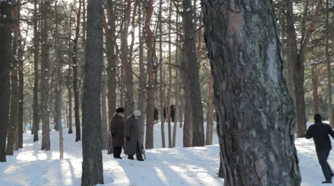 Winter walk in the woods Stock Footage 34721644