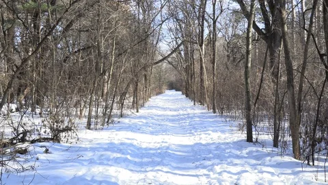Winter Walk in the Woods Video stock 124675162