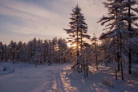 Winter walk in the woods Stock Photos