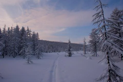 Winter walk in the woods Stock Photos