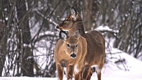 Winter walkign in snow in snow storm Vídeo Stock 332503582