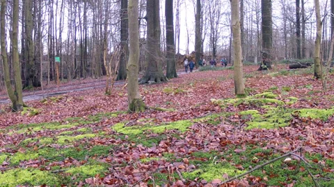 Winter walking tour in the forest. Stock Footage 34131410