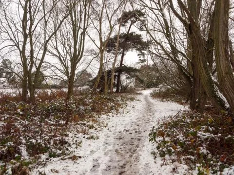 Winter walkway path through forest snow covered floor trees Stock Photos