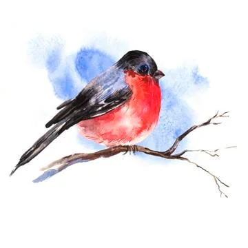 Winter Watercolor background with bullfinches Stock Illustration