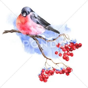 Winter Watercolor background with bullfinches Stock Illustration