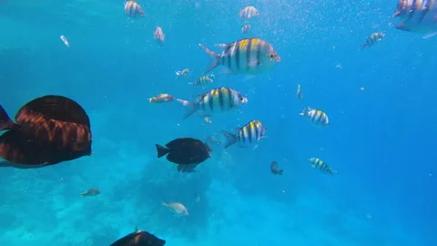 Winter waterfall in the Carpathians, static plan. Water beats against stones Stock Footage 177055817