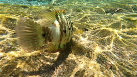 Winter waterfall in the Carpathians, static plan. Water beats against stones Stock Footage 177068993