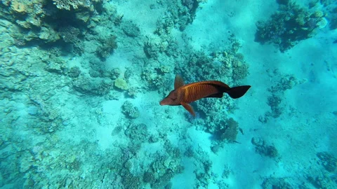 Winter waterfall in the Carpathians, static plan. Water beats against stones Stock Footage 177350126