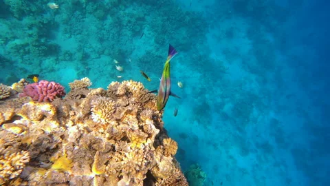 Winter waterfall in the Carpathians, static plan. Water beats against stones Stock Footage 177363504