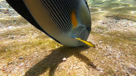 Winter waterfall in the Carpathians, static plan. Water beats against stones Stock Footage 178487687