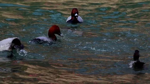 Winter waterfowl behavior of common pochard in freshwater river Stock Footage 328901706