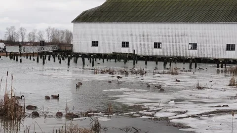 Winter Waterfowl at Icy Pond by Rustic Wooden Barn Stock-Footage 271199155