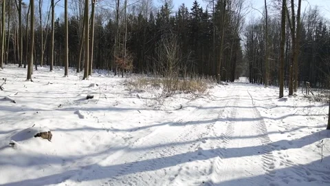 Winter way on forest Stock Footage 148395739