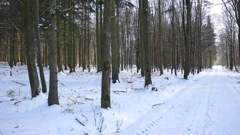 Winter way on forest Stock Footage 148395741