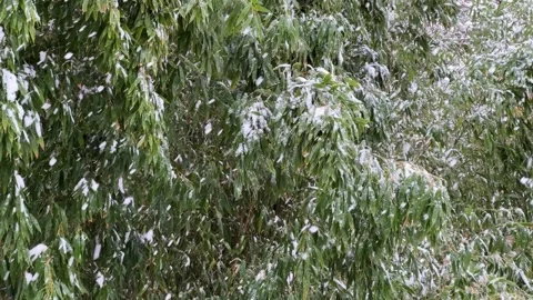 Winter Weather concept: Snowfall On Green Bamboo Leaves In Berlin, Germany... Stock Footage 331359551