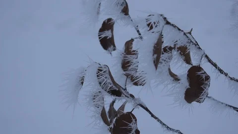 The winter weather covered the trees. Stock Footage 101220360