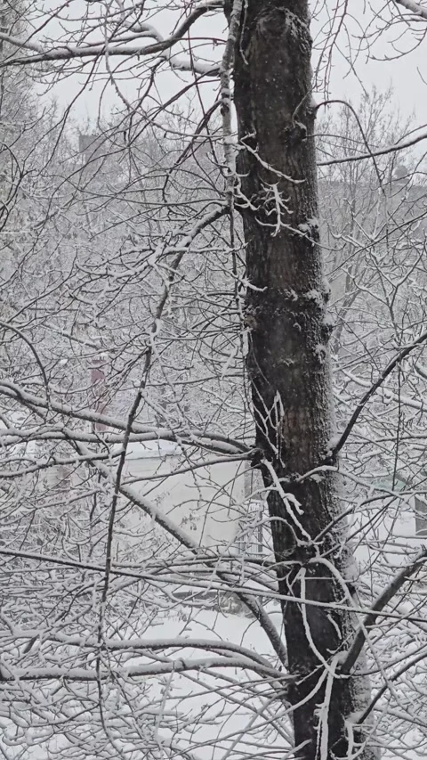 Winter weather it is snowing, trees in snow. Snowfall and cold. Light sky. Stock Footage 306240184