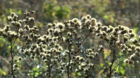 Winter weeds Stock Footage 10591868
