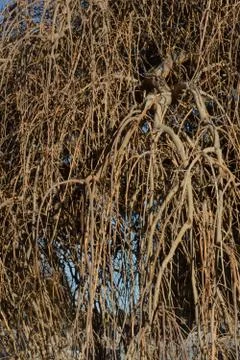 Winter weeping willow Stock Photos