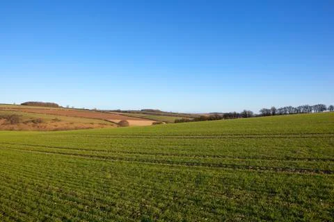 Winter wheat and hedgerows Stock Photos