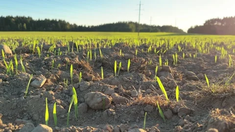 Winter wheat crops in a field Stock Footage 256318599