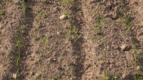 Winter wheat crops grow in rows in agriculture autumn field. Tilt down. 4K Video stock 94937803