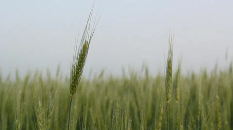 Winter Wheat field breeze Stock Footage 35660289