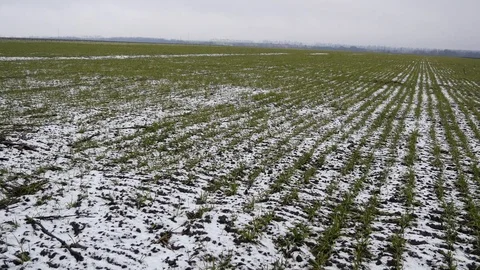 Winter Wheat Field Stock Footage 123992858