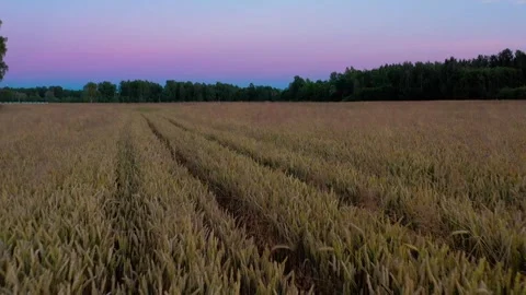 Winter Wheat Field Stock Footage 250877850