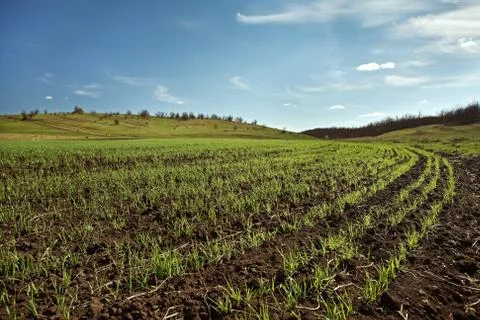 Winter wheat field 写真素材