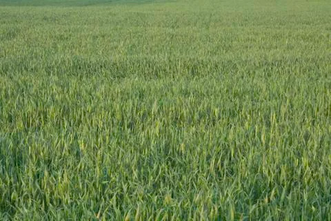Winter Wheat Field Stock Photos
